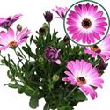 Bild von Osteospermum  P12 Monica(rose bic)